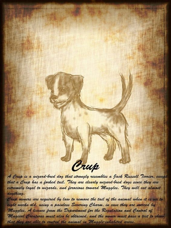 gli animali fantastici: dove trovarli? crup